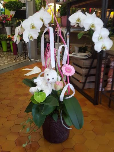 naissance valenciennes fleurs fleuriste hé fleur et moi le Quesnoy Saint amant Denain