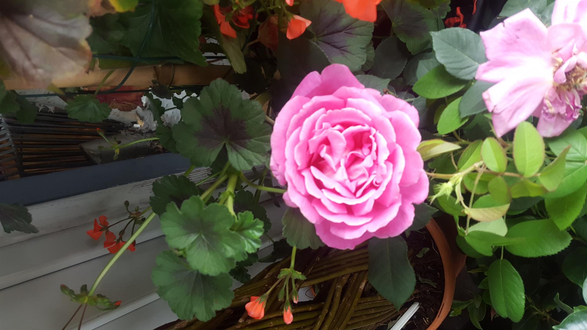 Fête des mères chez Hé fleur et moi Valenciennes fleuriste