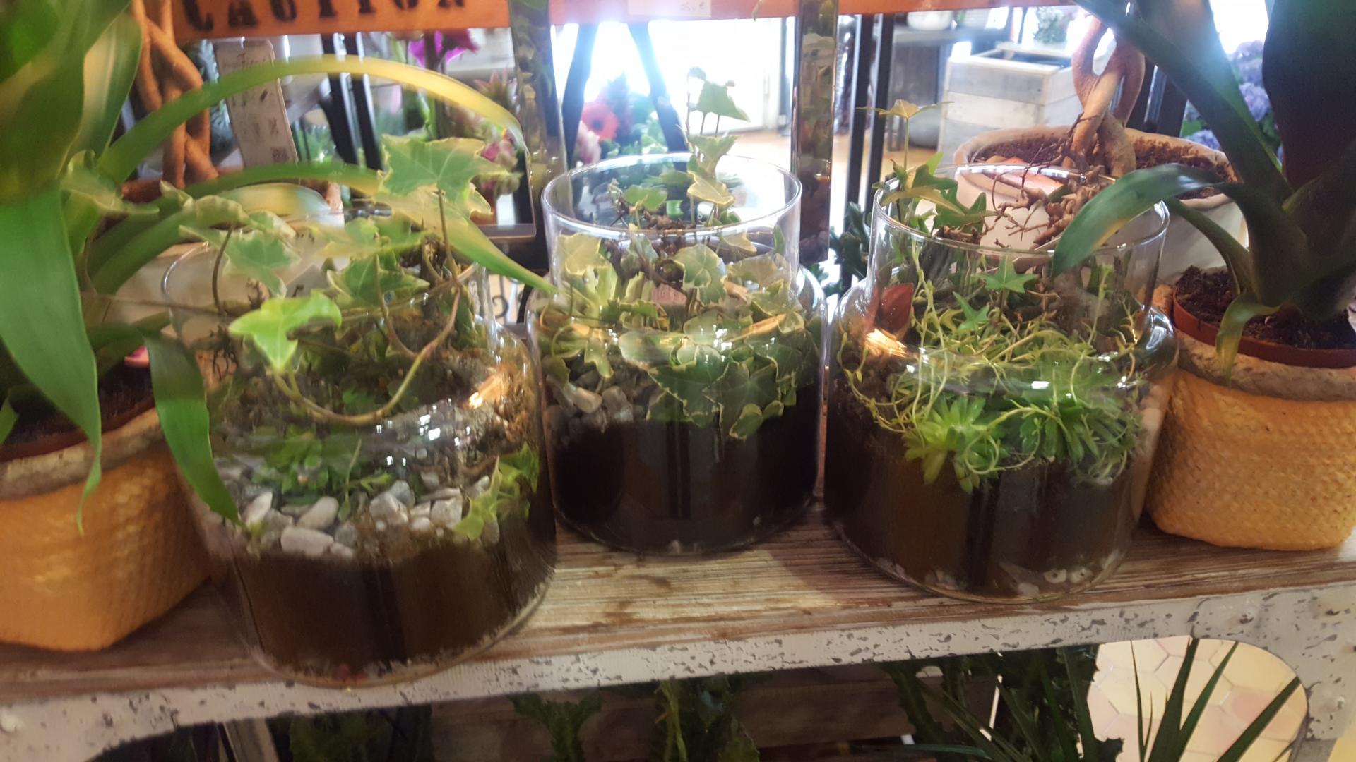 Hé fleur et moi fleuriste valenciennes terrarium hainaut la Sentinelle anzin nord Hainaut Denain Le quesnoy
