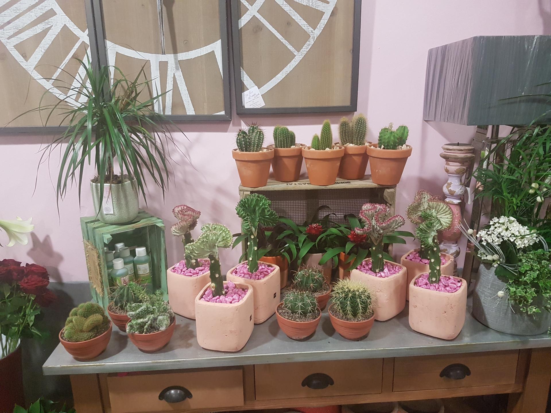 Cactus chez hé fleur et moi fleuriste de Valenciennes idée cadeau