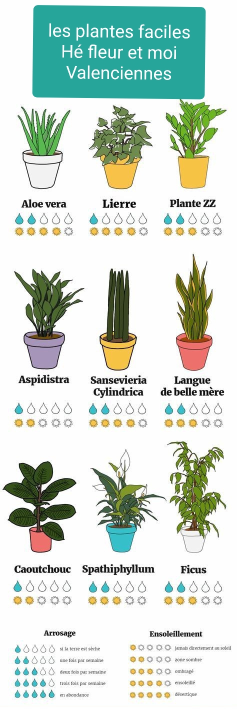 Plantes facile d entretien chez hé fleur et moi fleuriste de Valenciennes