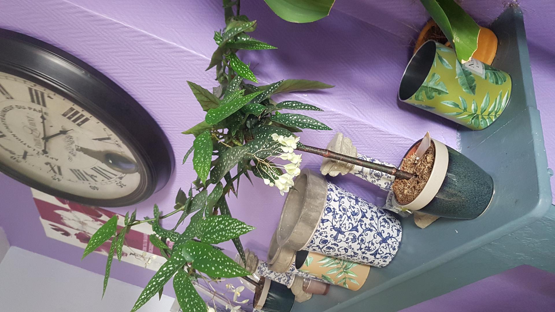 Le tamaya une plante graphique et tendance chez hé fleur et moi fleuriste de Valenciennes