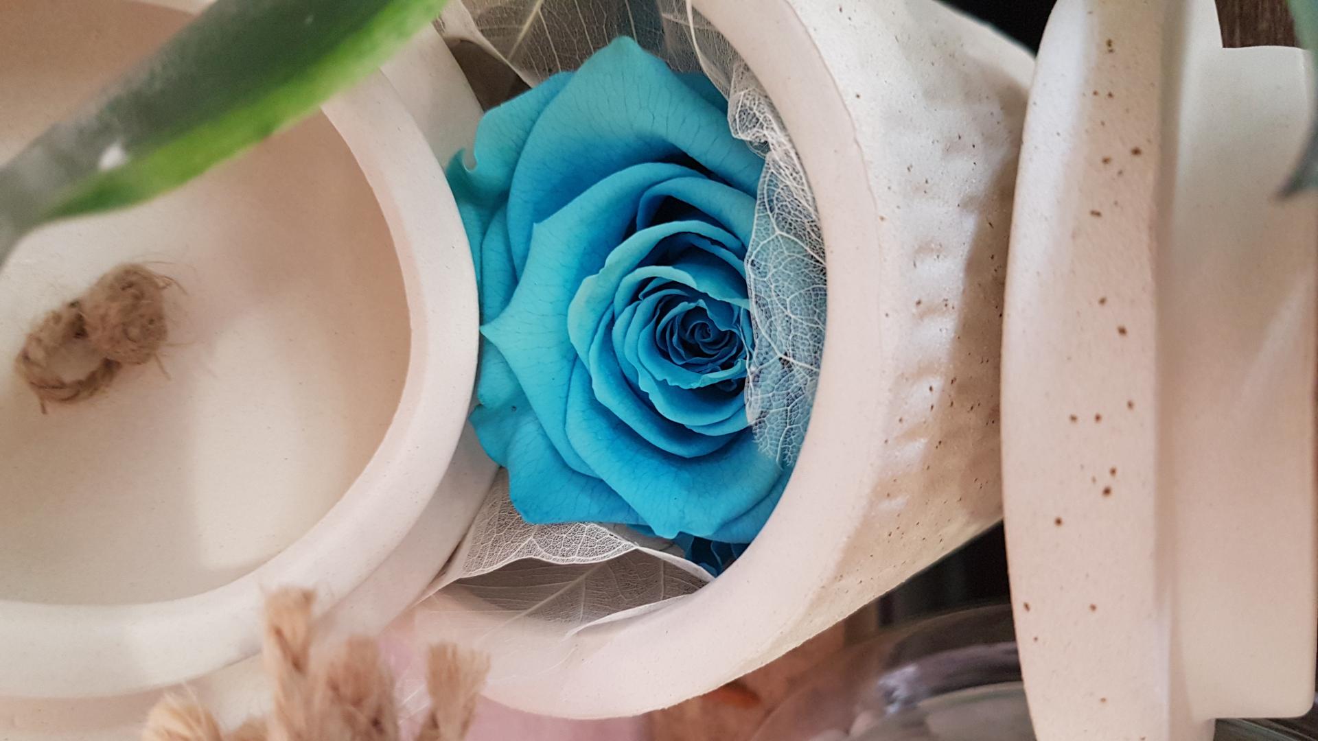 Rose éternelle Hé fleur et moi fleuriste de Valenciennes