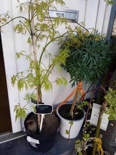 Pépinière fleuriste de Valenciennes