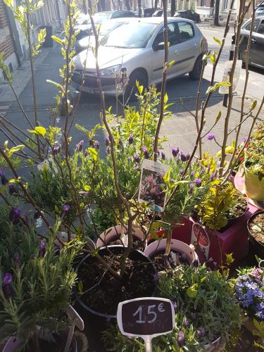 Pépinière fleuriste de Valenciennes