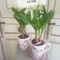 Muguet fleuriste valenciennes