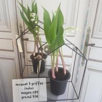Muguet fleuriste valenciennes