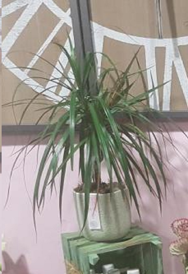 dracaena une plante tendance chez hé fleur et moi fleuriste Valenciennes