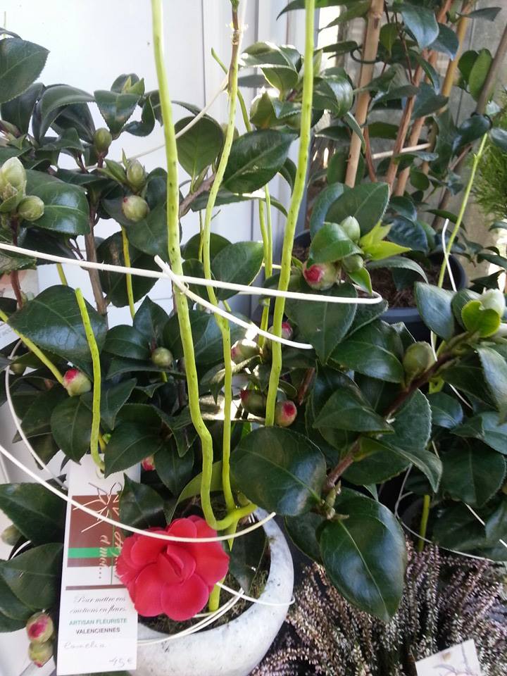 Camelia
