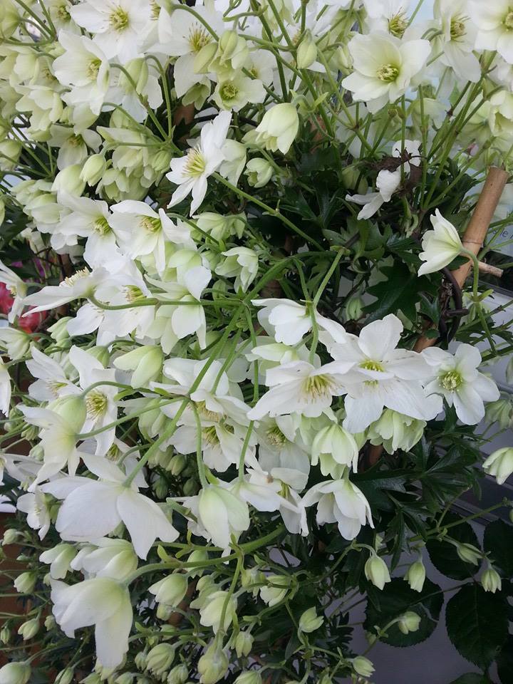Clematite