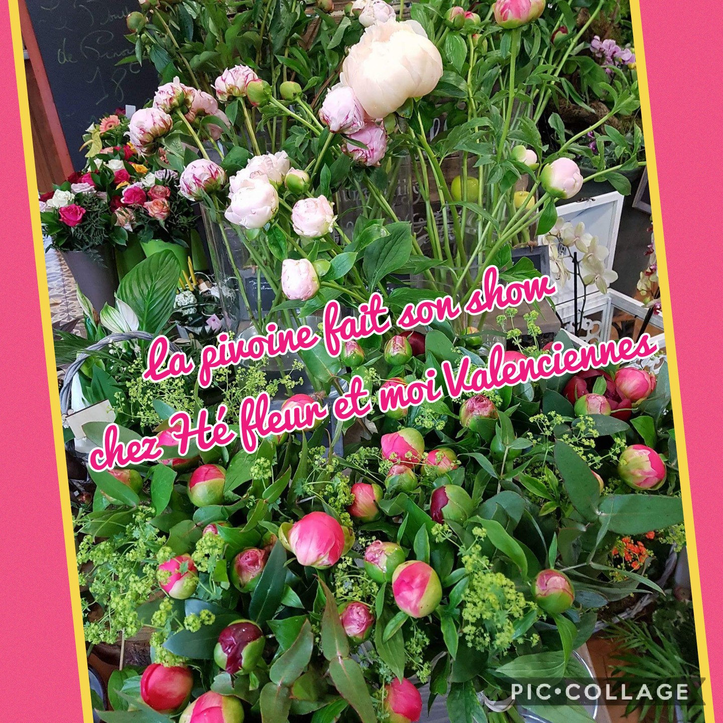 La #pivoine fait son show chez hé fleur et moi. Plusieurs variétés de disponible en magasin. Venez en profiter. #bouquet a partir de 18e. 1 2 3 #pivoine!!!!!! #hefleuretmoi #