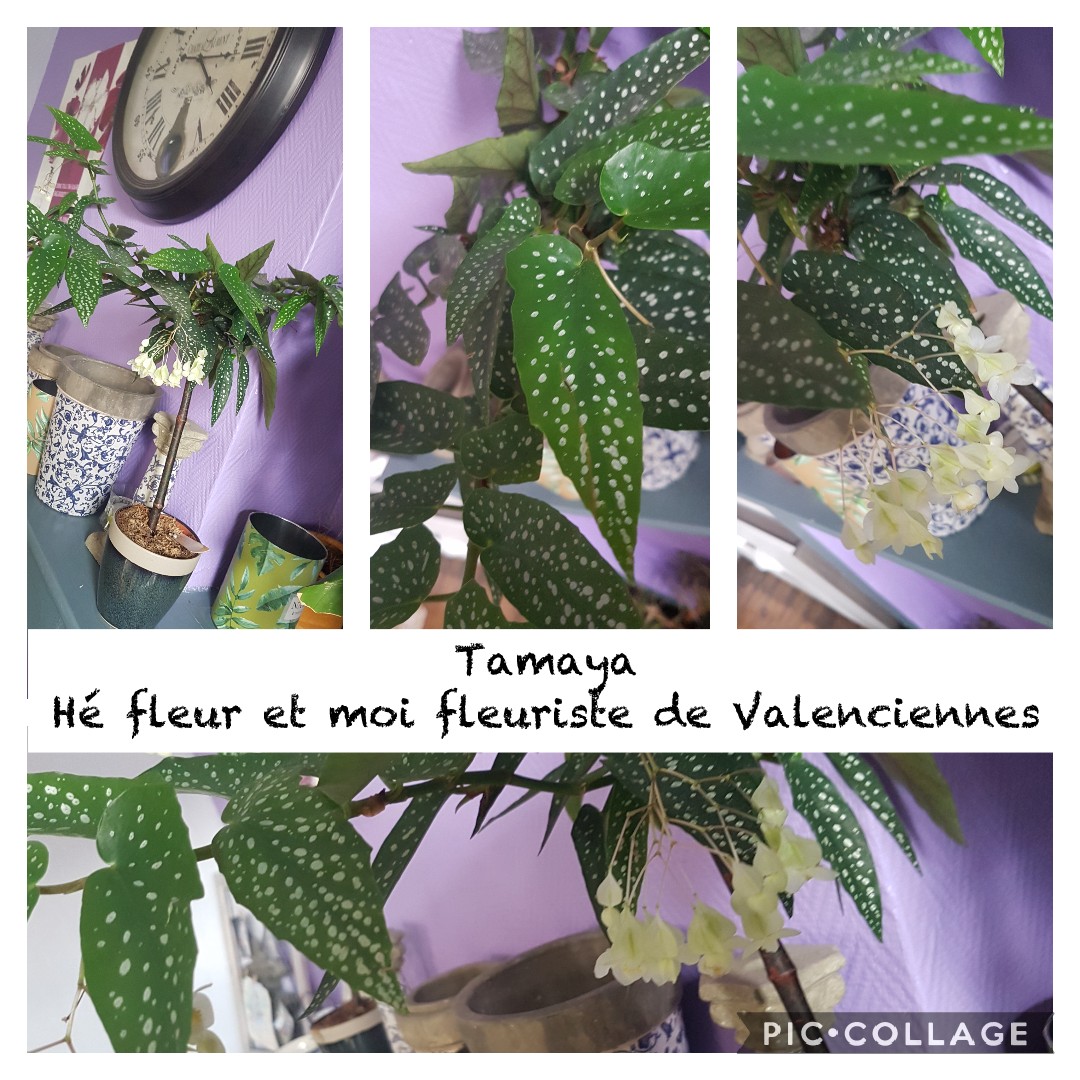 Le tamaya une plante graphique et tendance chez hé fleur et moi fleuriste