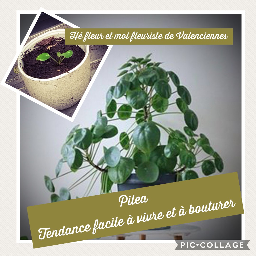 Pilea Tendance plante chez hé fleur et moi fleuriste de