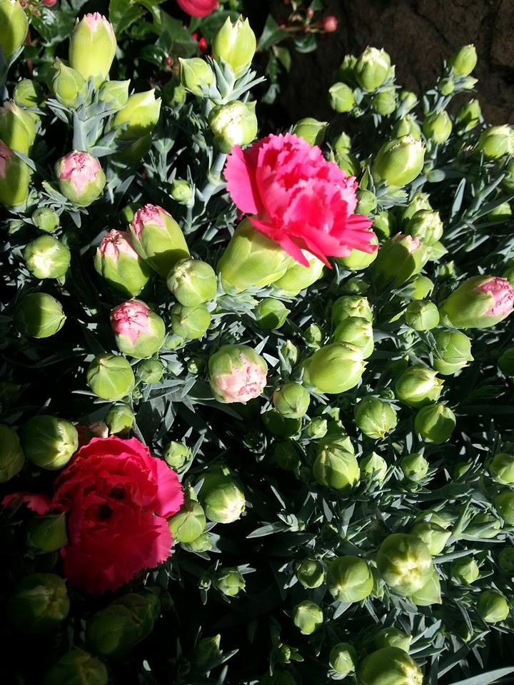 Dianthus