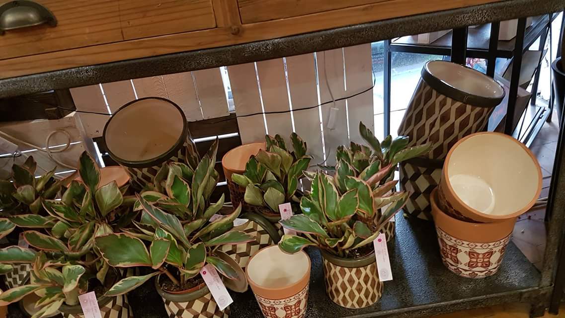 fleuriste Valenciennes peperomia plante a découvrir chez hé fleur et moi