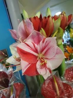 Amaryllis noël Hé fleur et moi fleuriste de Valenciennes