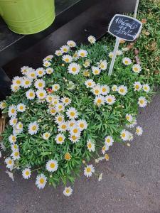 Anthemis Valenciennes