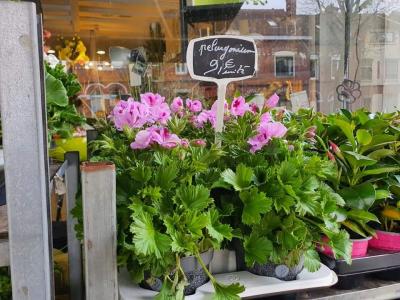 Pelargonium Valenciennes