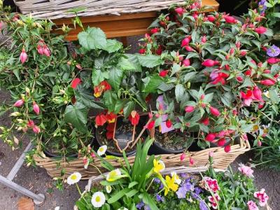 Plantes annuelles Valenciennes La Sentinelle Anzin