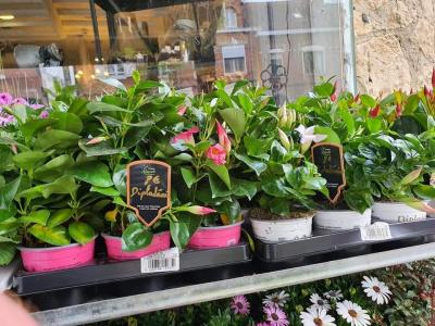 Dipladenia Valenciennes