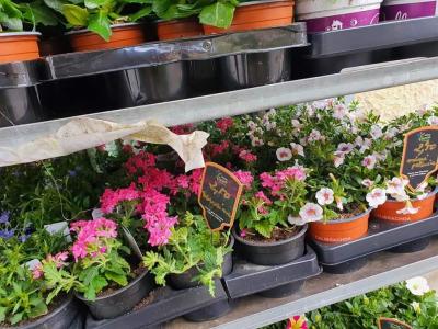 Plantes annuelles Valenciennes La Sentinelle Anzin