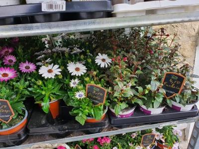 Plantes annuelles Valenciennes La Sentinelle Anzin