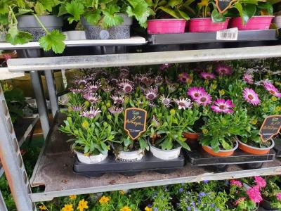 Plantes annuelles Valenciennes La Sentinelle Anzin