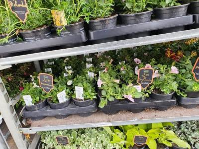 Plantes annuelles Valenciennes La Sentinelle Anzin