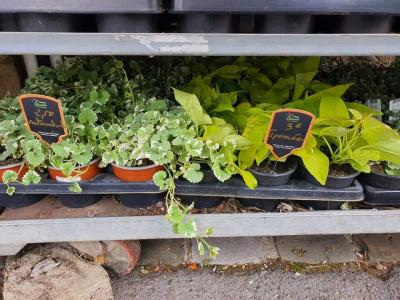 Plantes annuelles Valenciennes La Sentinelle Anzin