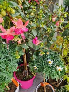 Fuchsia Valenciennes