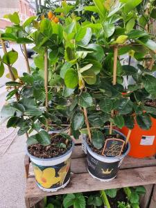 Dipladenia Valenciennes