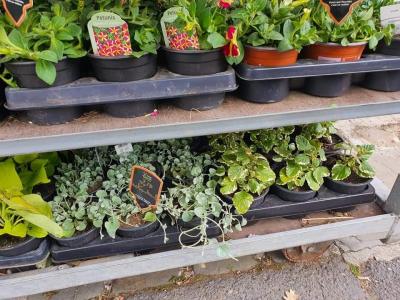 Plantes annuelles Valenciennes La Sentinelle Anzin