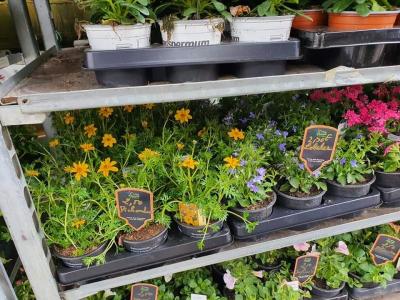 Plantes annuelles Valenciennes La Sentinelle Anzin