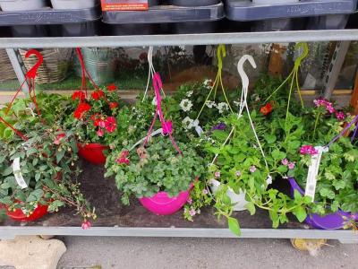 Suspension de plantes annuelles Valenciennes
