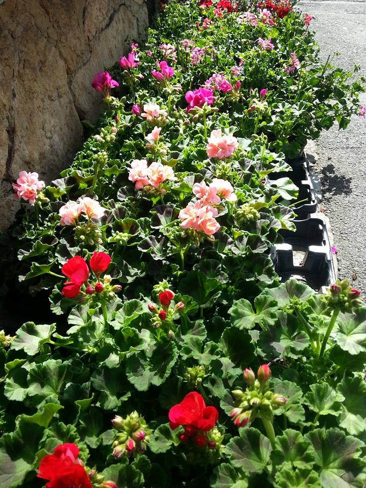 Geranium