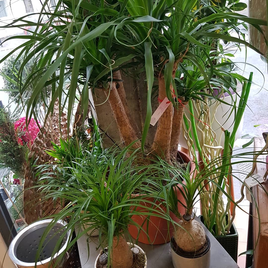 hé fleur et moi fleuriste de Valenciennes idée cadeau
