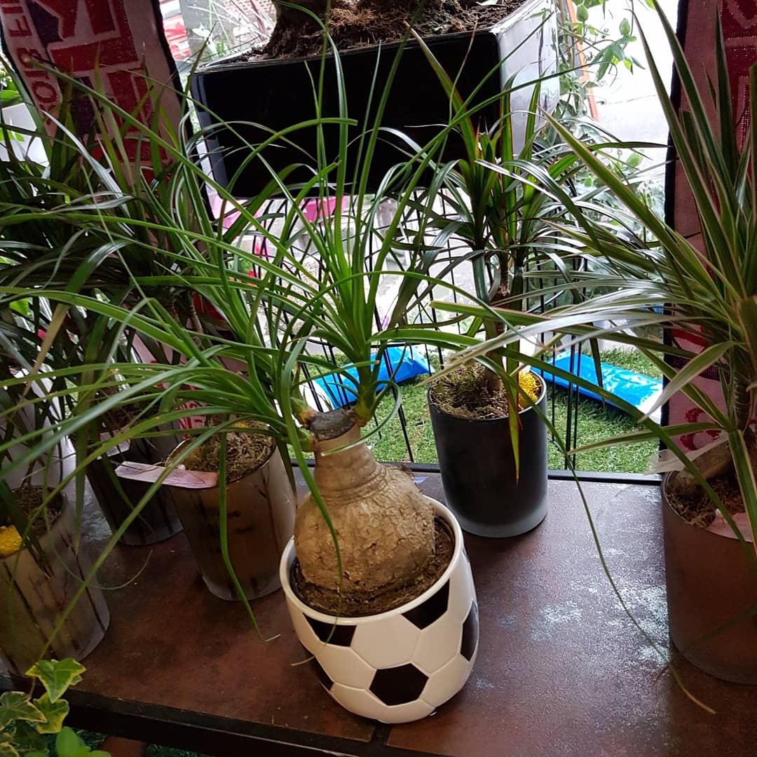 L'été chez hé fleur et moi fleuriste de Valenciennes idée cadeau