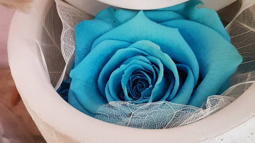 Rose éternelle Hé fleur et moi fleuriste de Valenciennes