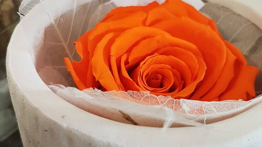 Rose éternelle Hé fleur et moi fleuriste de Valenciennes