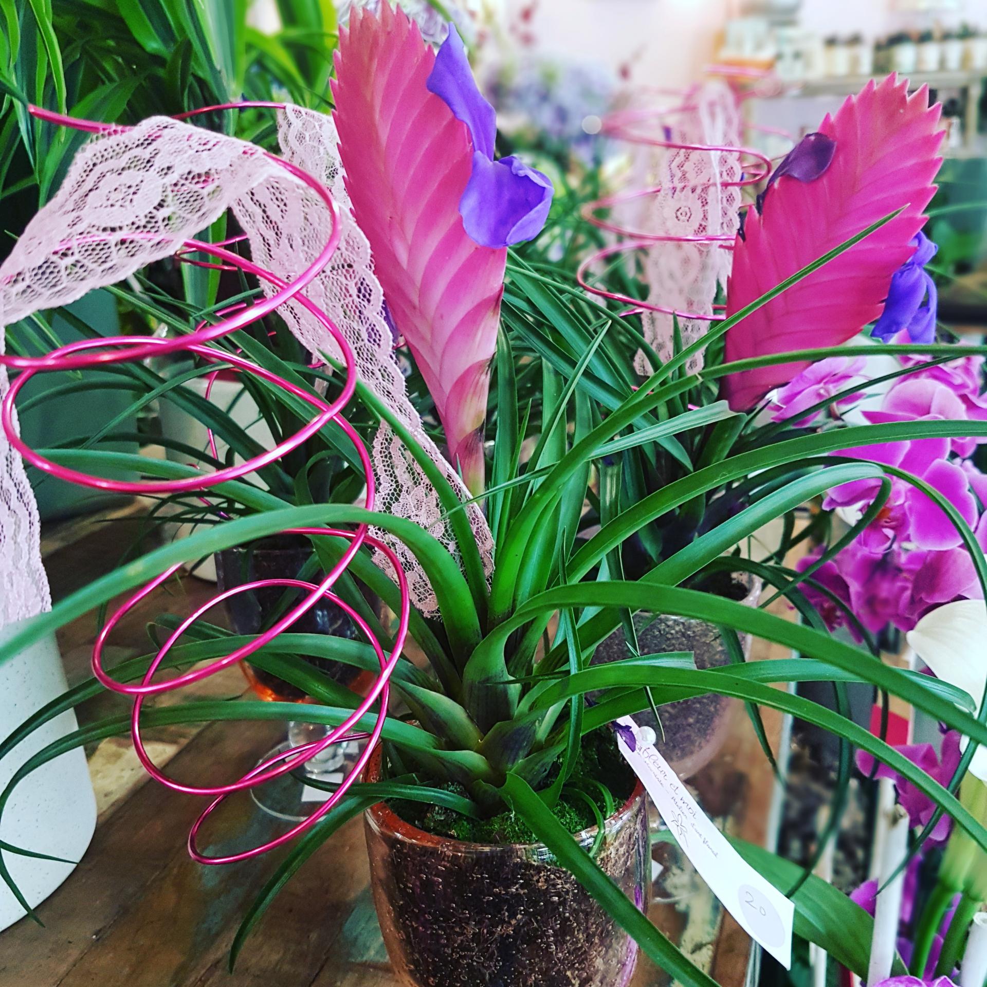 Tillandsia fete des meres Valenciennes Hé fleur et moi fleuriste