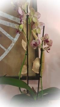 Fleuriste Valenciennes orchidée