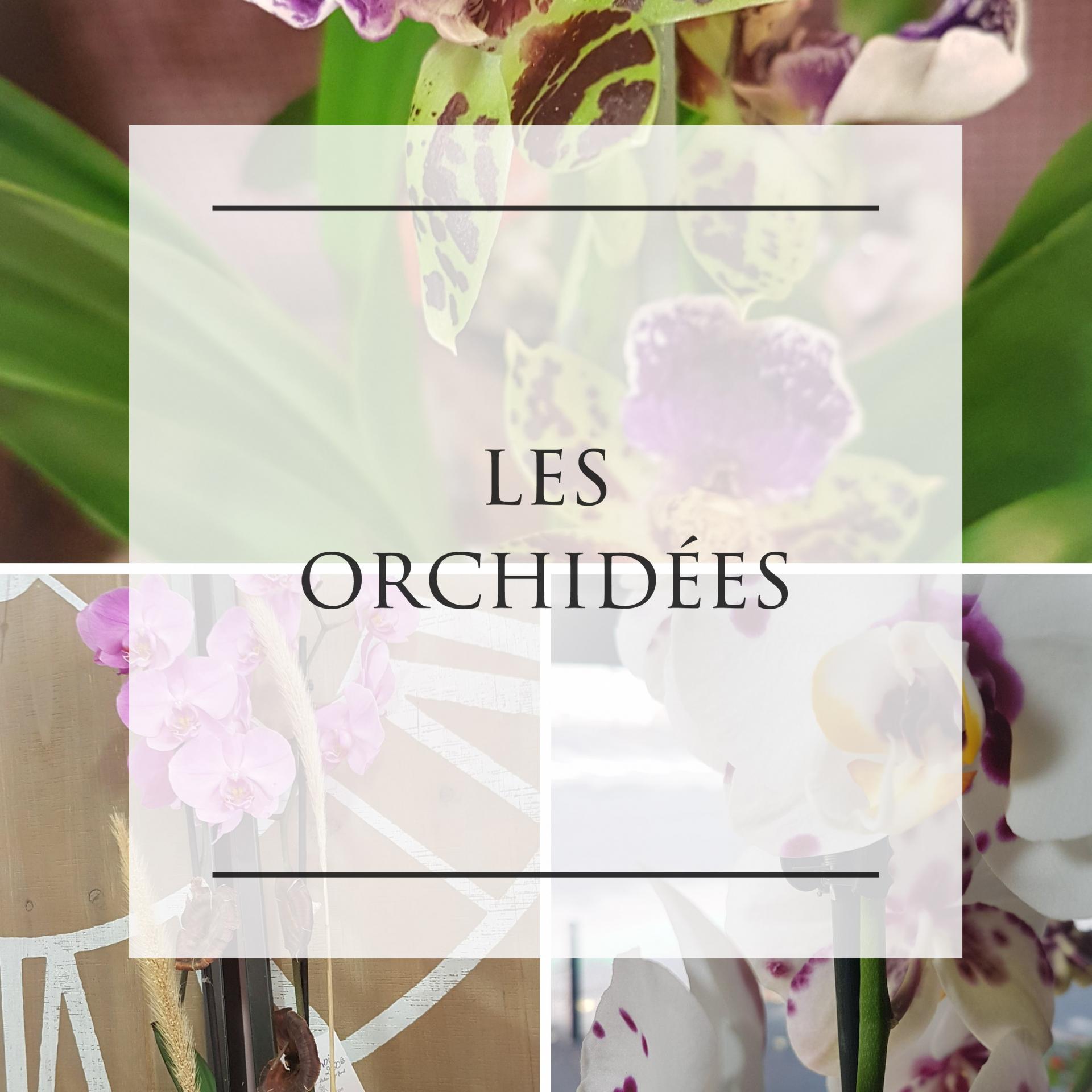 orchidée fleuriste de Valenciennes Hé fleur et moi livraison gratuite Anzin La sentinelle