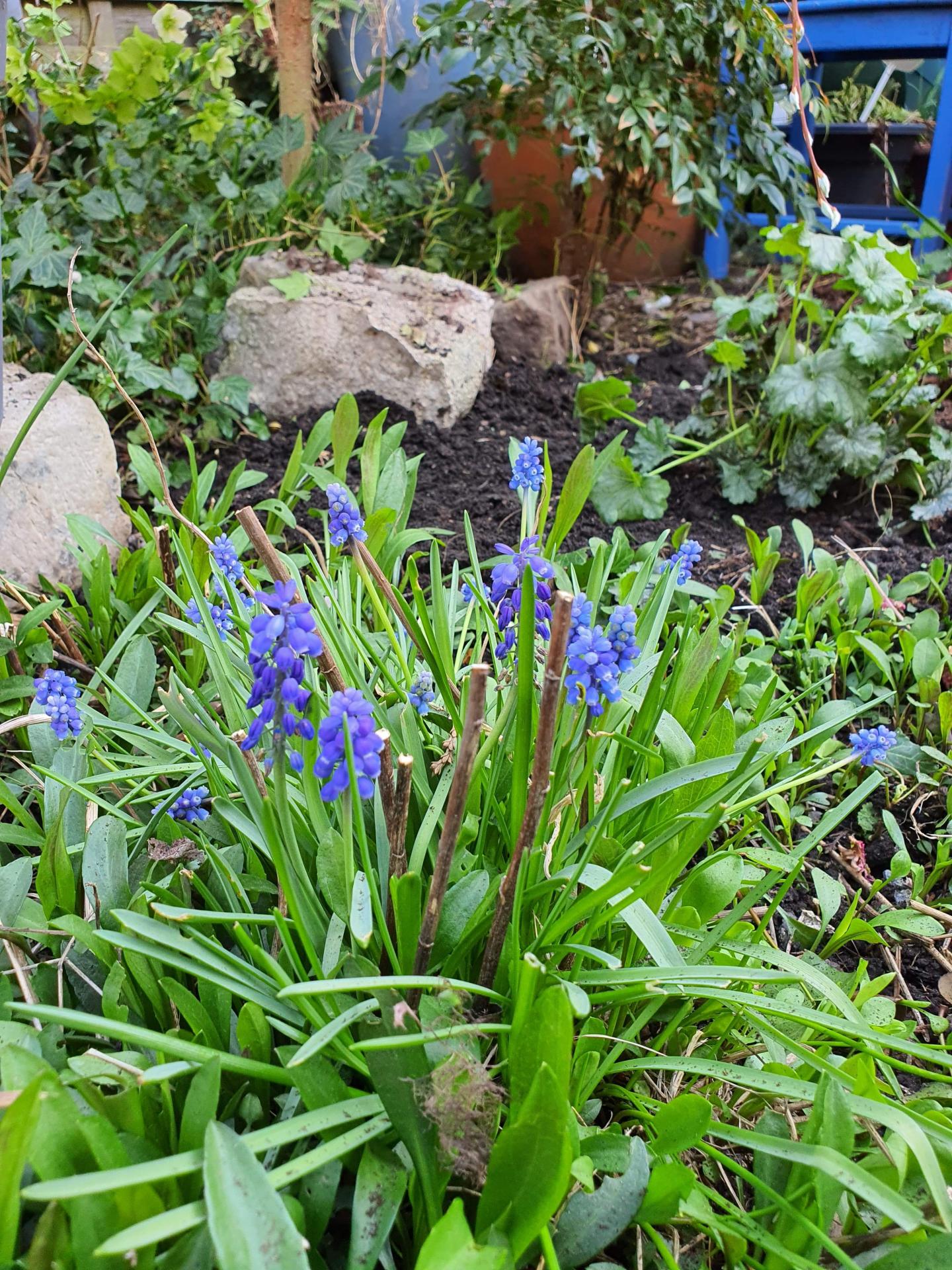 Jardin fleuriste de Valenciennes hé fleur et moi