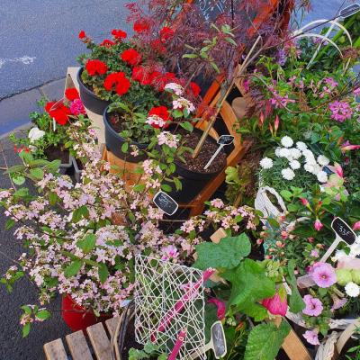 Plantes fleuriste valenciennes fête des mères