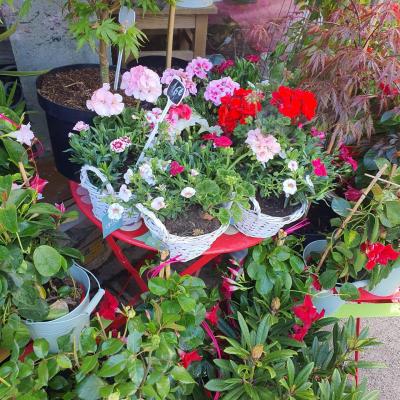 Plante terrasse Valenciennes la Sentinelle