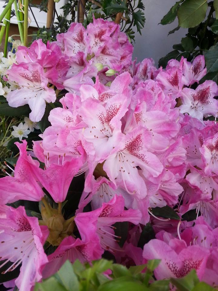 Rhodo