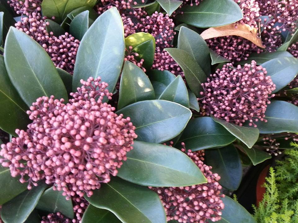 Skimmia